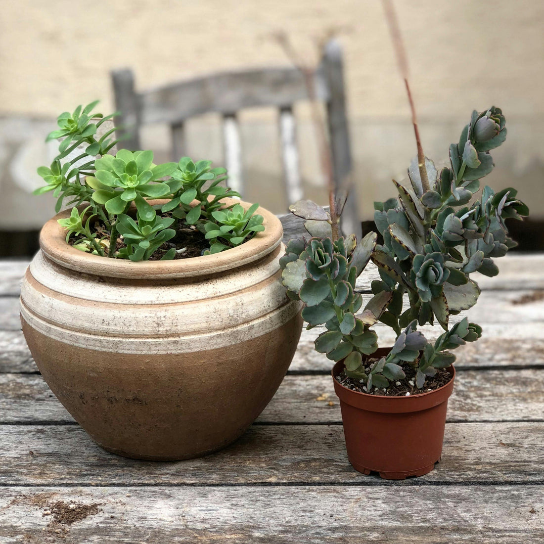 How to Choose the Perfect Planter for Your Home