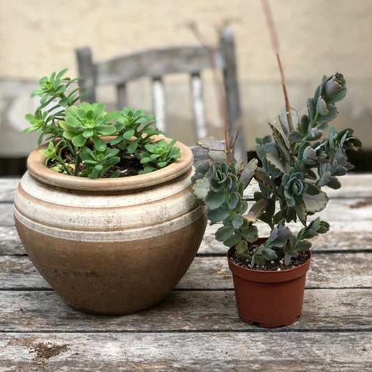 How to Choose the Perfect Planter for Your Home