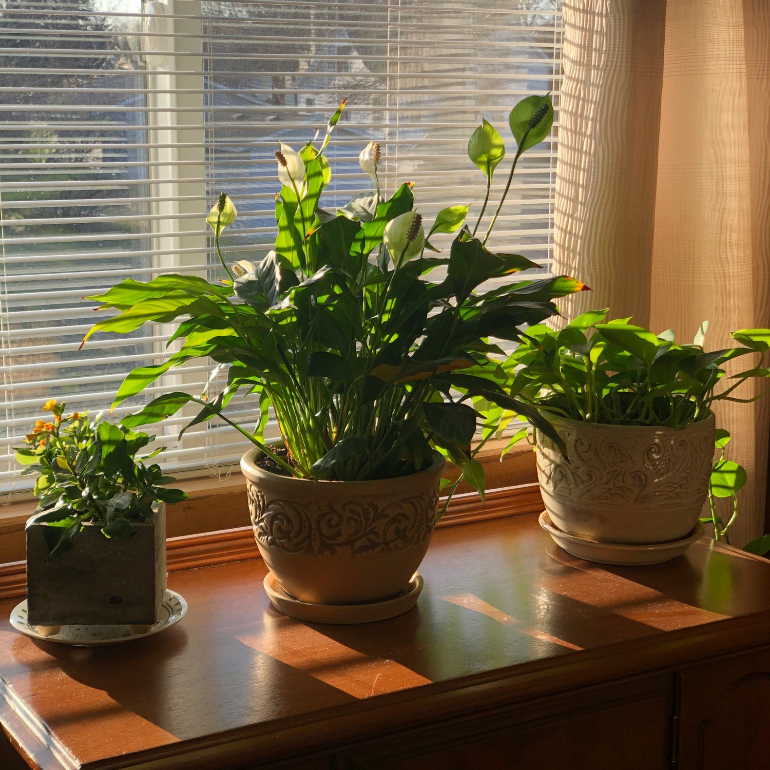 Pots & Planters