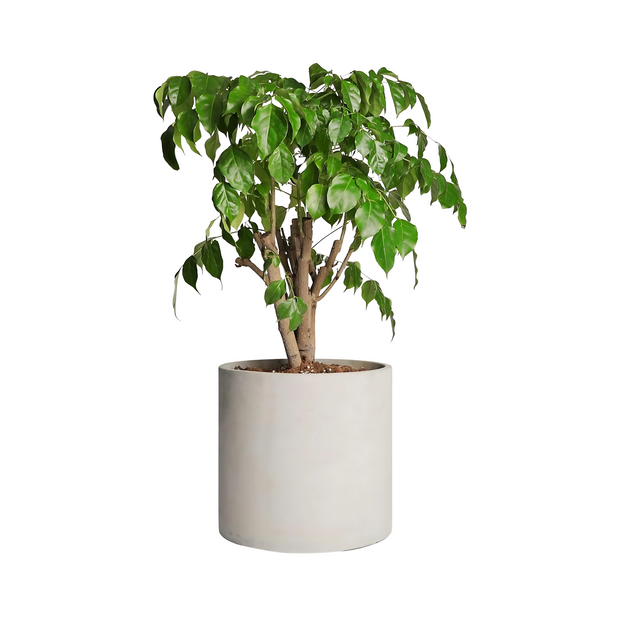 Modern Ceramic Planter Pot Indoor Outdoor Garden Home Office Decor