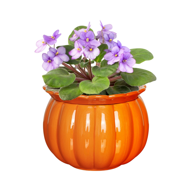 Self Watering Ceramic Pumpkin Style African Violet Indoor Planter